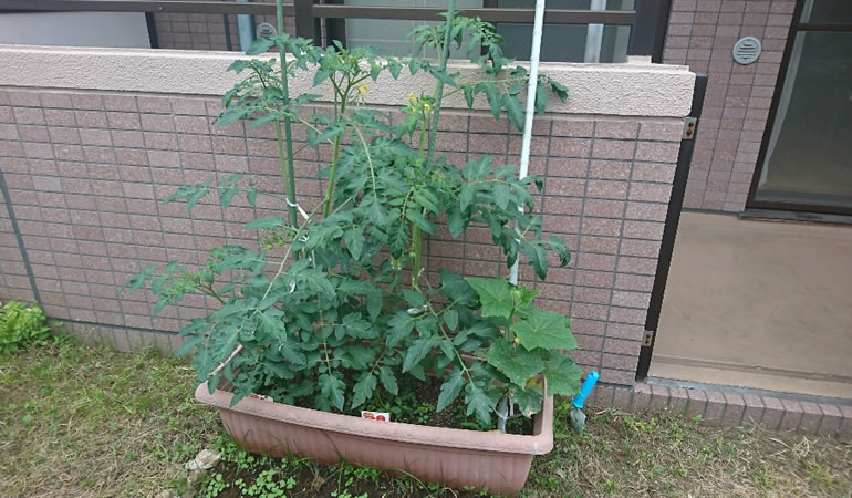 成長したトマト
