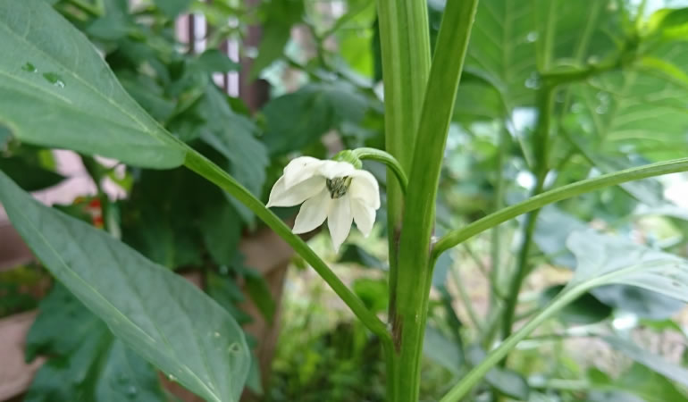 ジャンボ青唐の花