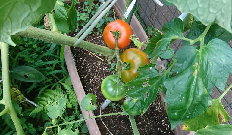 赤くなって来たフルーツトマト