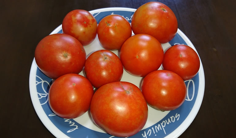 まとまって穫れたトマト
