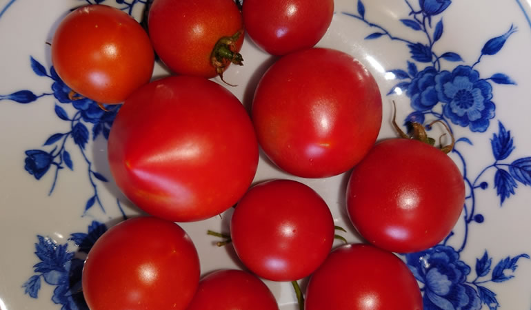 最後に収穫したトマト