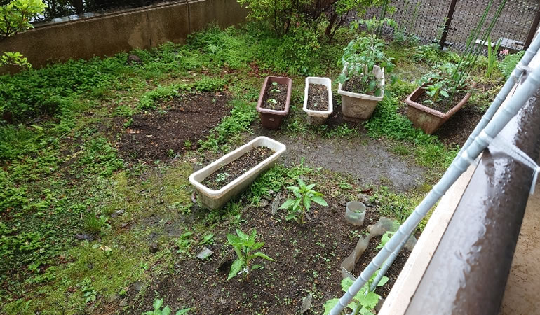 雨の菜園