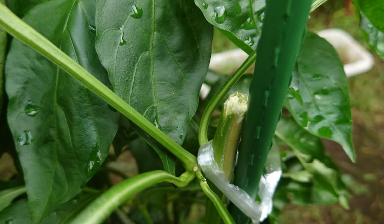 折れたピーマンの幹