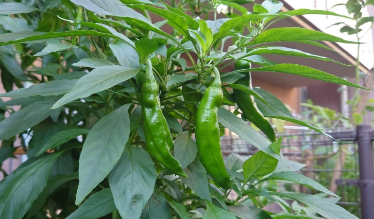 万願寺とうがらし