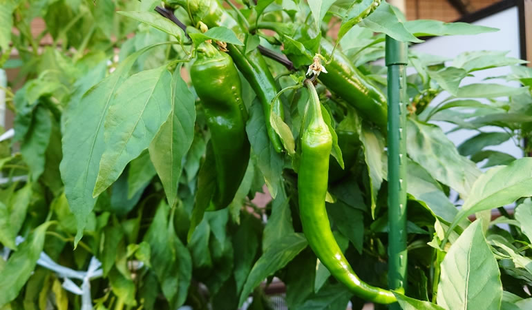 万願寺とうがらし