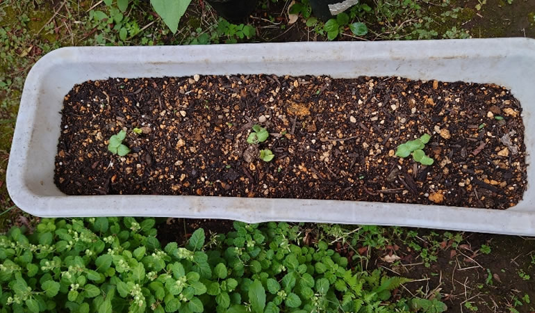 オクラのプランター