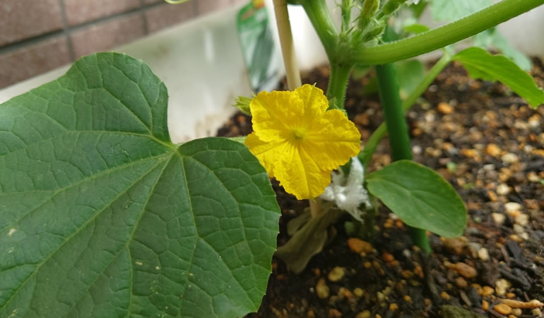 キュウリの花