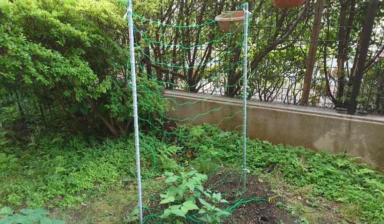 インゲンのネット