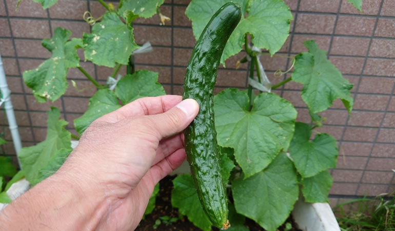 収穫したキュウリ