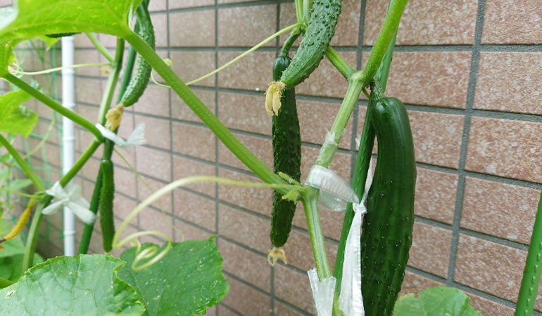 キュウリが大漁