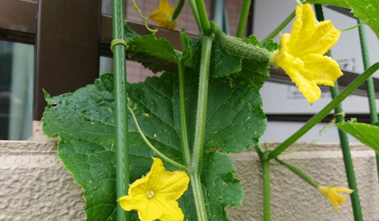 キュウリの花
