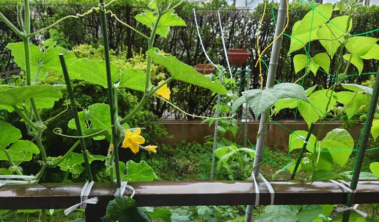 雨に濡れる、キュウリ・インゲン