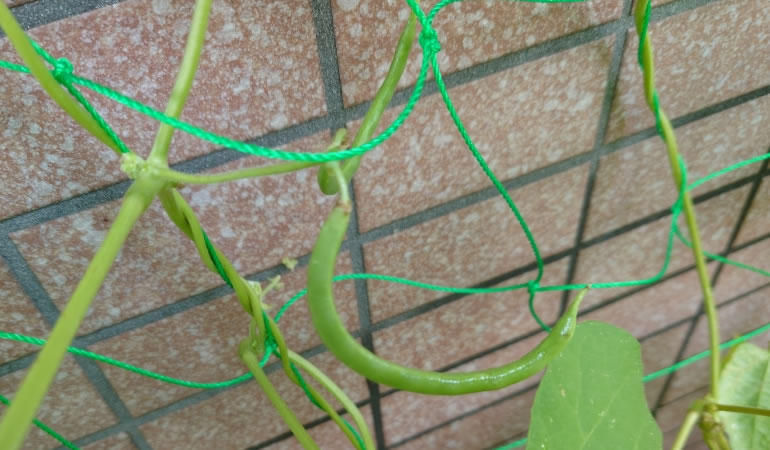 インゲンの小さな実