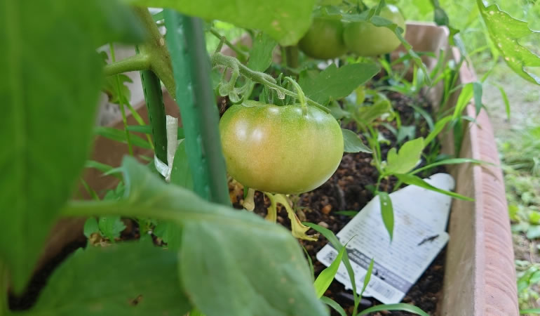 フルーツトマト