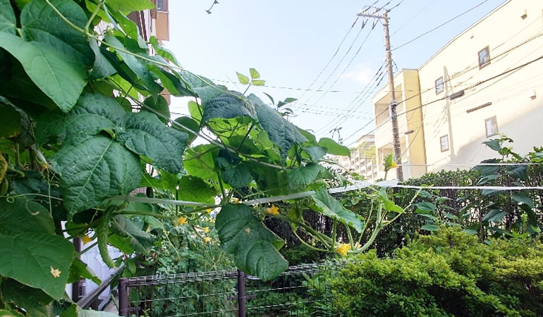 伸びていくキュウリ