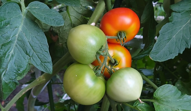 ぜいたくトマト