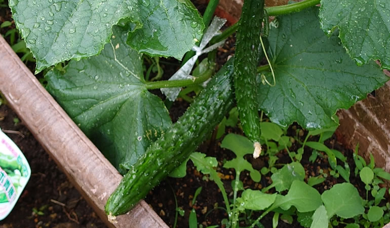 正常なキュウリ