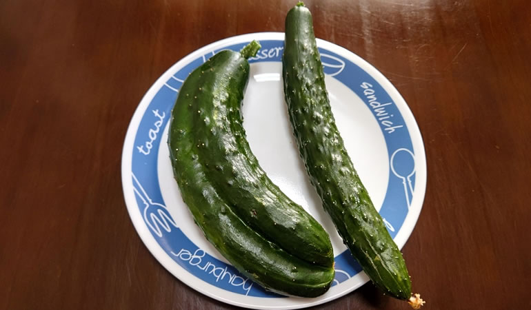 収穫後のキュウリ