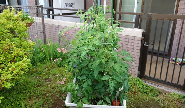 成長するトマトの木