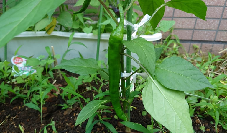 万願寺とうがらし
