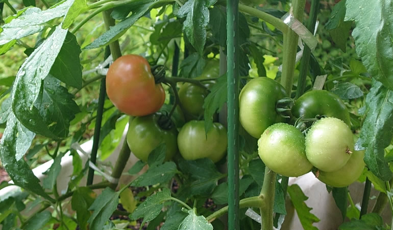 赤くなり始めたトマト