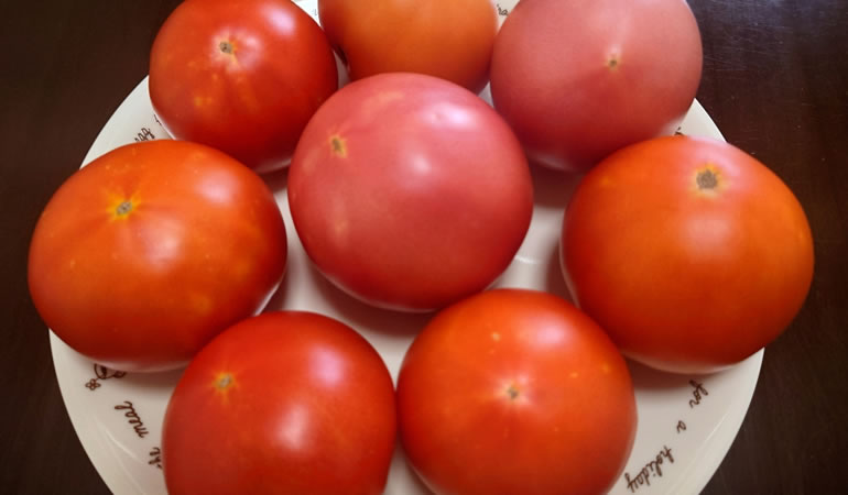 真っ赤なトマト