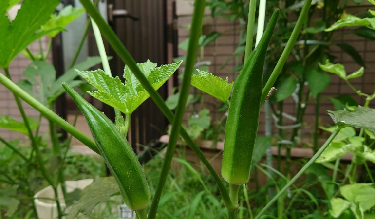 オクラ