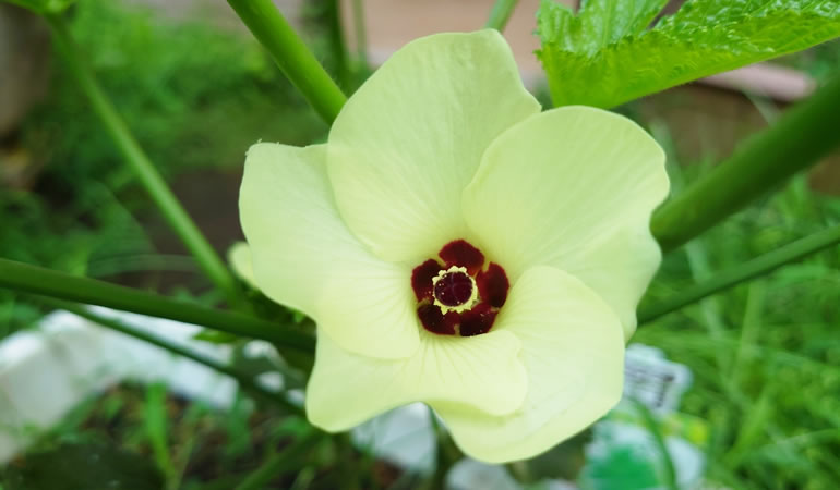 オクラの花