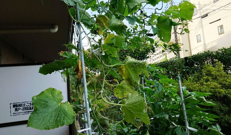 枯れかけのキュウリ