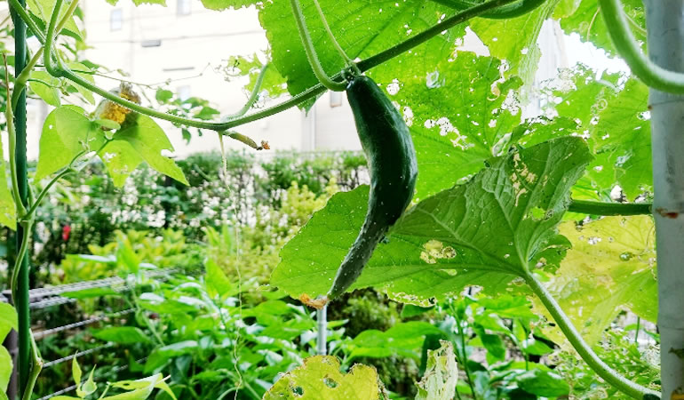 育たなくなったキュウリ