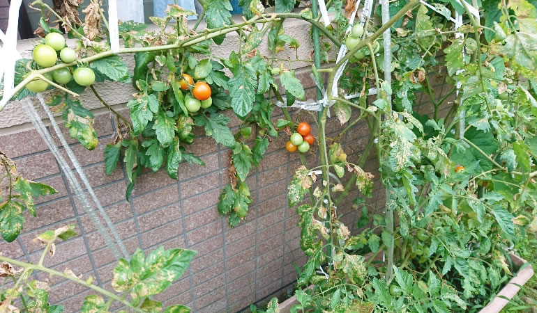 葉っぱの寂しくなったトマト