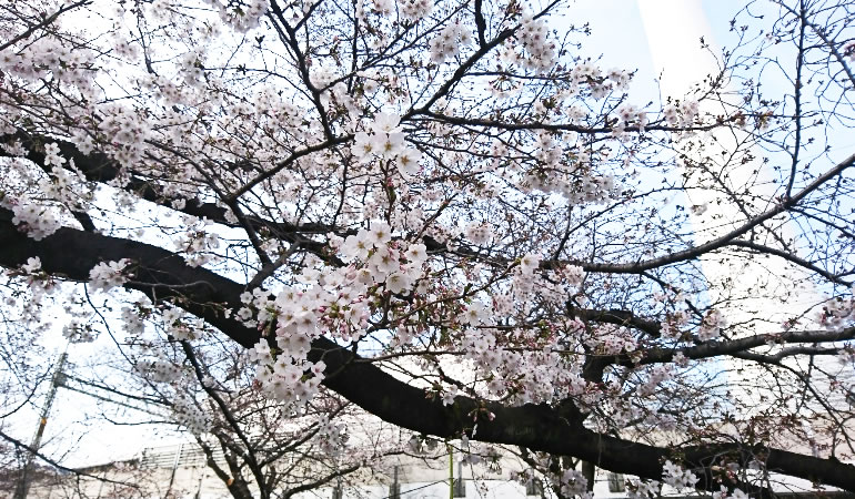 上高井戸の桜
