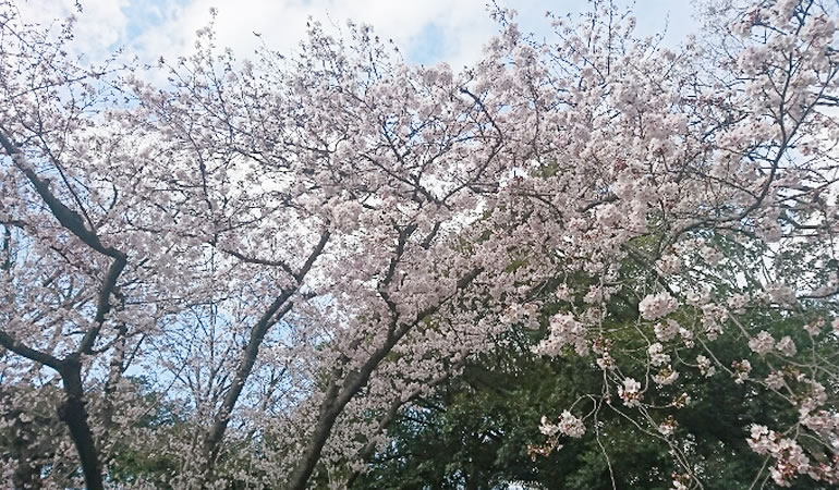 善福寺公園の桜　その2