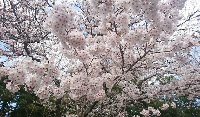 善福寺公園の桜その3