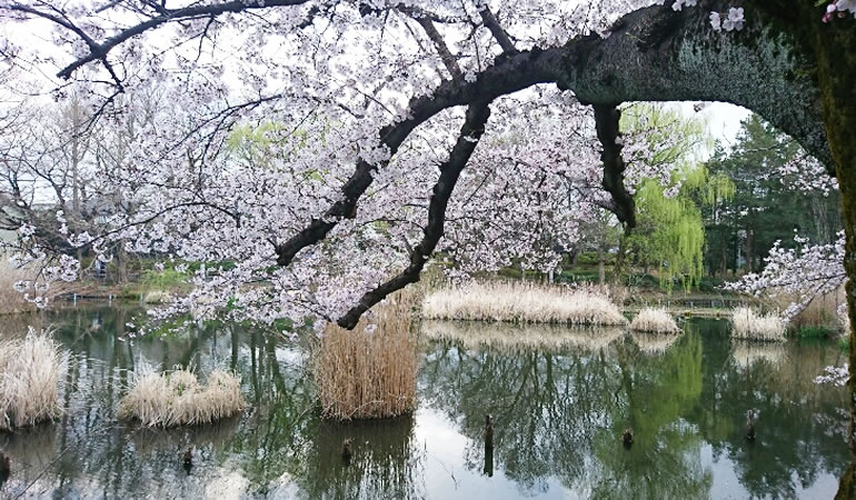 善福寺公園の桜　その4